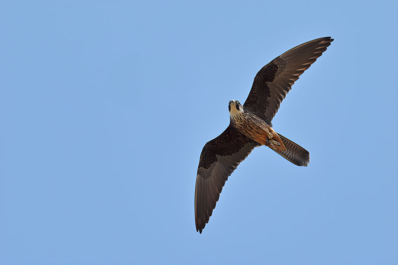 Eleonora's Falcon (Falco eleonorae)