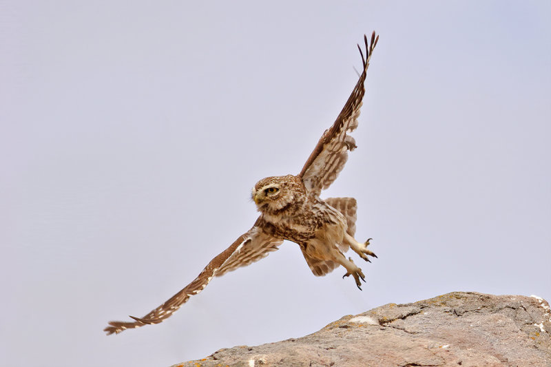 Little Owl (Athene noctua)