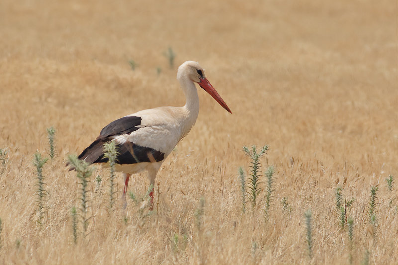 White Stork (Ciconia ciconia) 