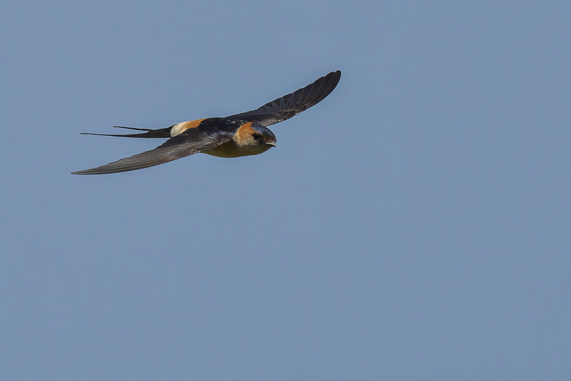 Red-rumped Swallow (Cecropis daurica rufula) 