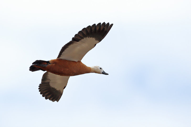 Ruddy Shelduck (Tadorna ferruginea)