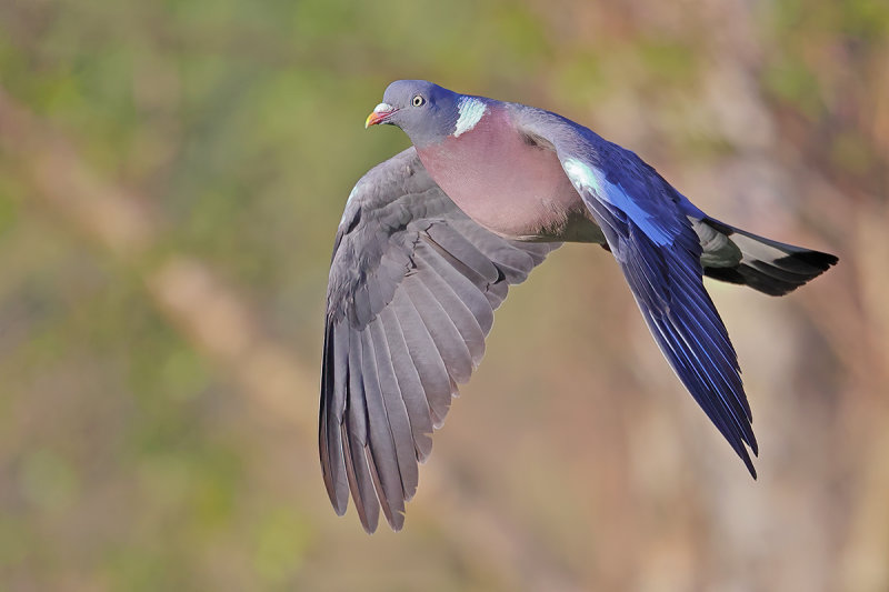 Common Wood Pigeon (Columba palumbus)
