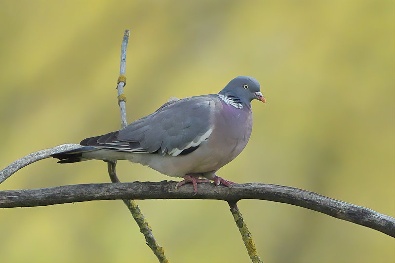 Common Wood Pigeon (Columba palumbus) 