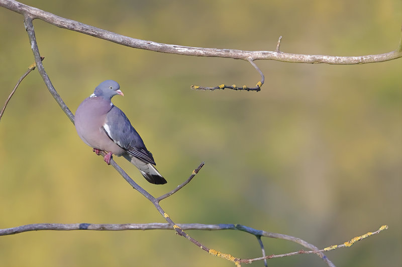 Common Wood Pigeon (Columba palumbus)