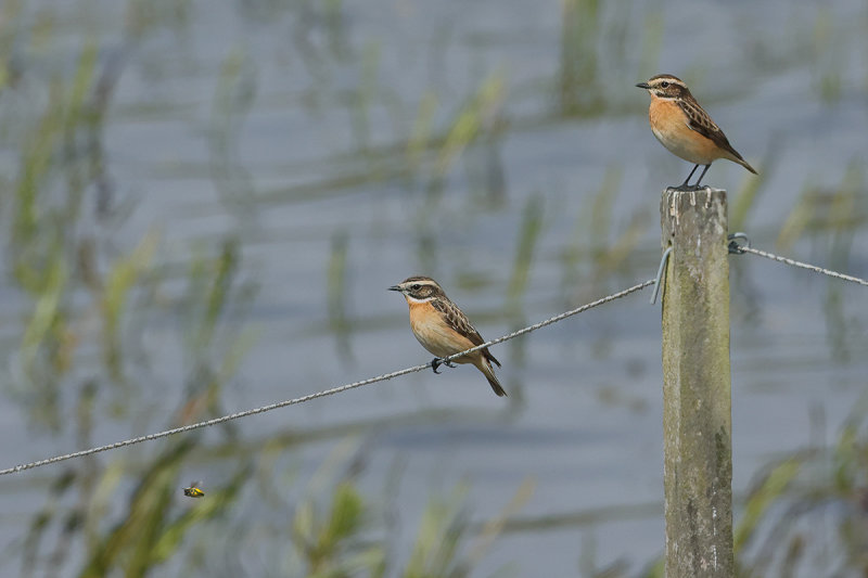 Whinchat (Saxicola rubetra)