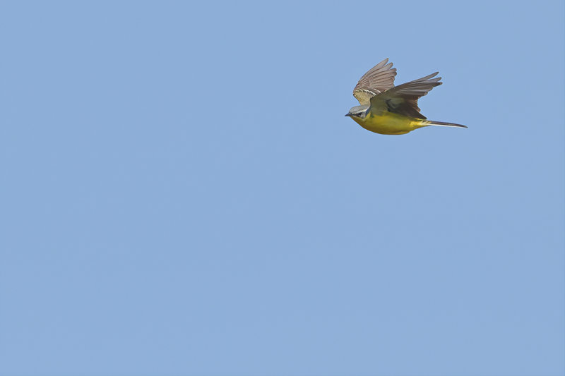 Yellow Wagtail (Motacilla - flava)
