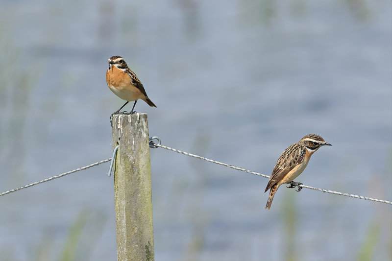 Whinchat (Saxicola rubetra)