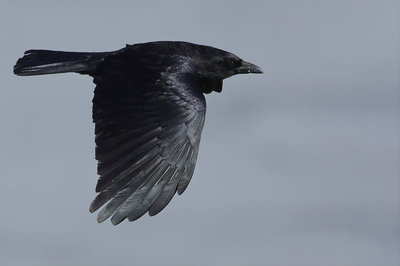 Carrion crow (Corvus corone) 