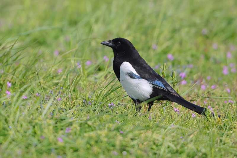 Eurasian Magpie  (Pica pica)