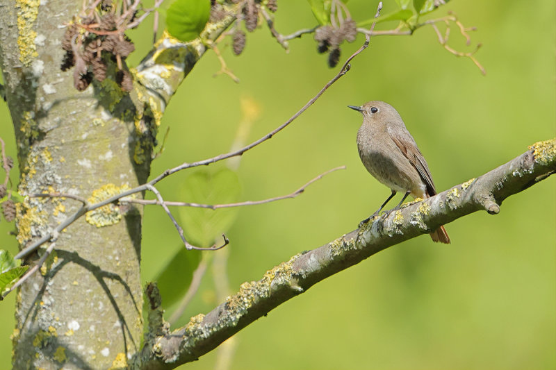 Black Redstart (Phoenicurus ochruros)