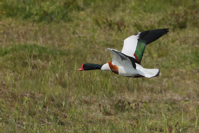 Common Shelduck (Tadorna tadorna)