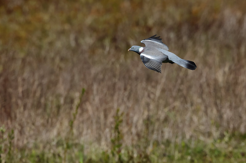 Common Wood Pigeon (Columba palumbus)