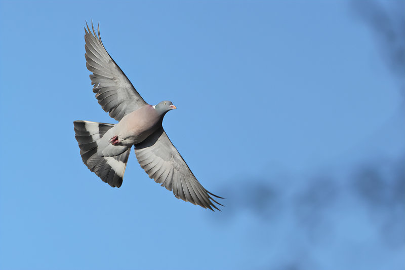 Common Wood Pigeon (Columba palumbus) 