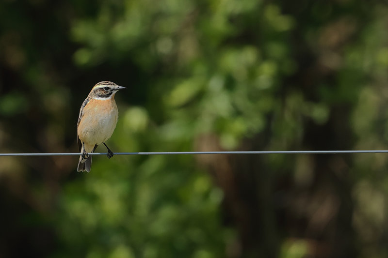 Whinchat (Saxicola rubetra)