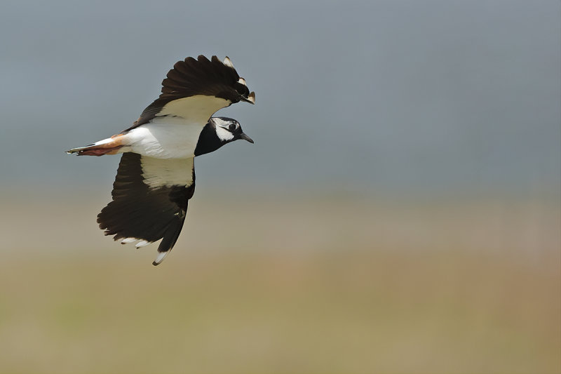 Northern Lapwing (Vanellus vanellus)