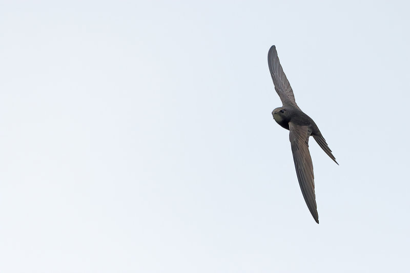 Common Swift (Apus apus)