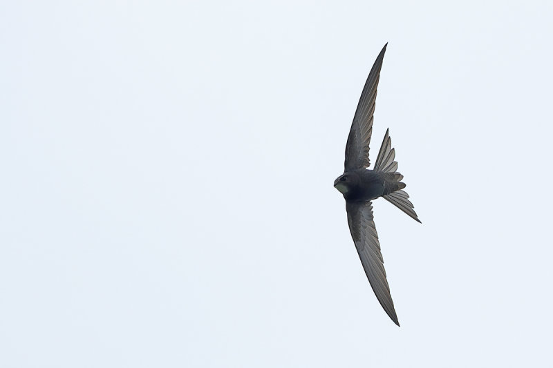 Common Swift (Apus apus)