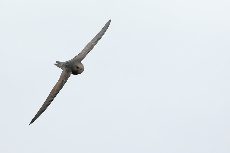 Common Swift (Apus apus)