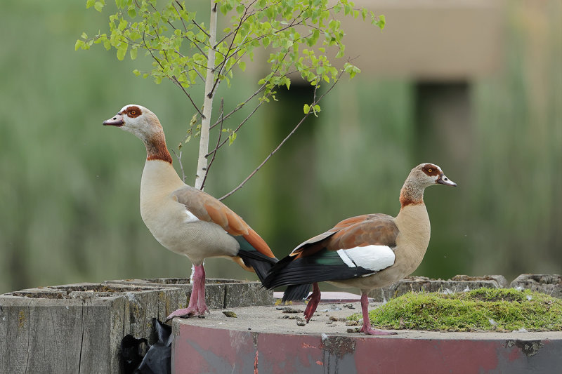 Egyptian goose (Alopochen aegyptiaca)