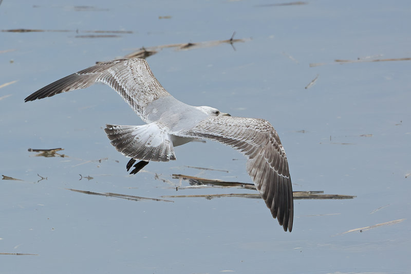 Herring Gull (Larus argentatus)