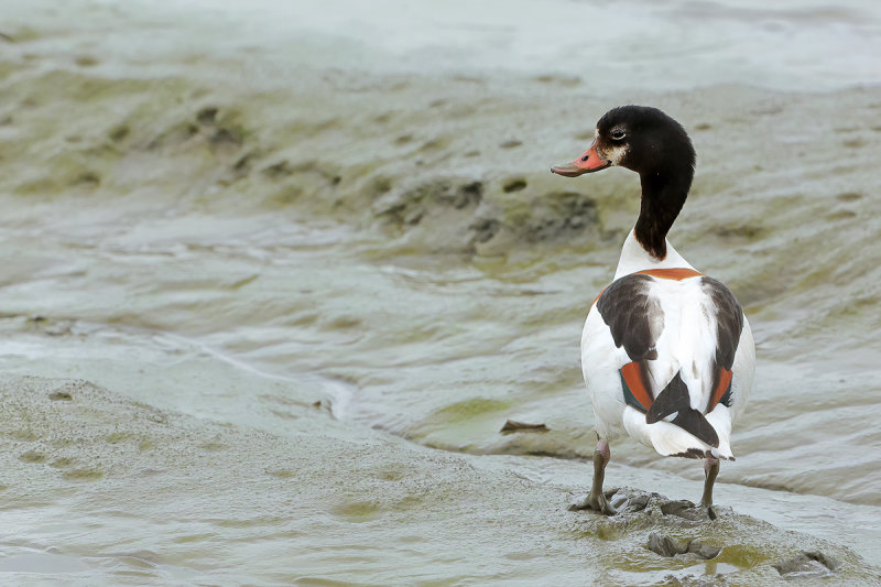Common Shelduck (Tadorna tadorna)