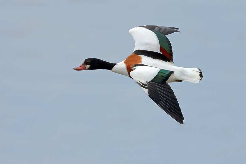 Common Shelduck (Tadorna tadorna)