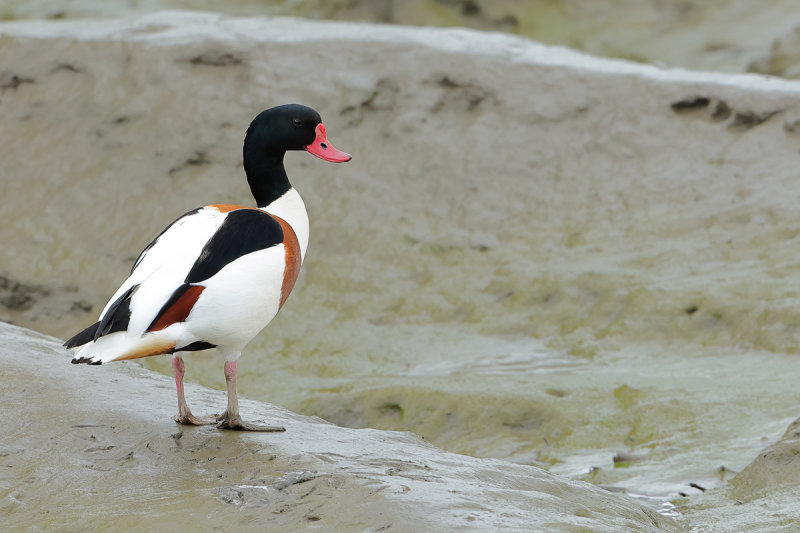 Common Shelduck (Tadorna tadorna)