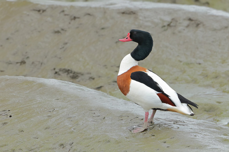 Common Shelduck (Tadorna tadorna)