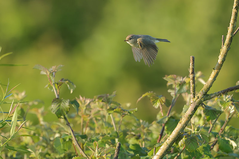 Chiffchaff (Phylloscopus collybita)
