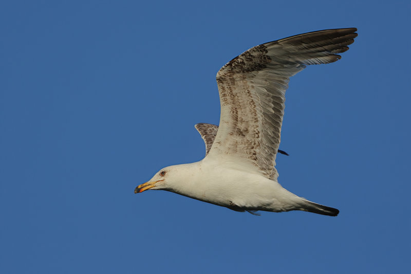 Yellow-legged Gull - (Larus michahellis ssp. michahellis)