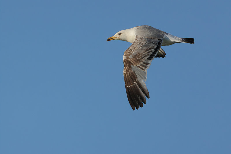 Yellow-legged Gull - (Larus michahellis ssp. michahellis)