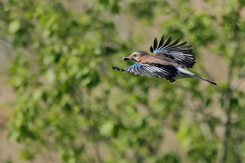 Eurasian Jay (Garrulus glandarius)