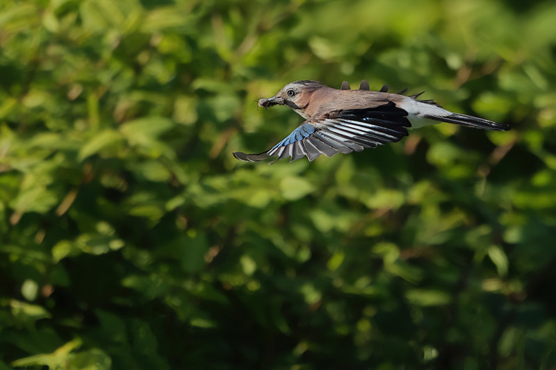 Eurasian Jay (Garrulus glandarius)