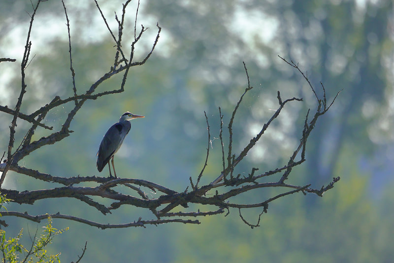 Grey Heron (Ardea cinerea)