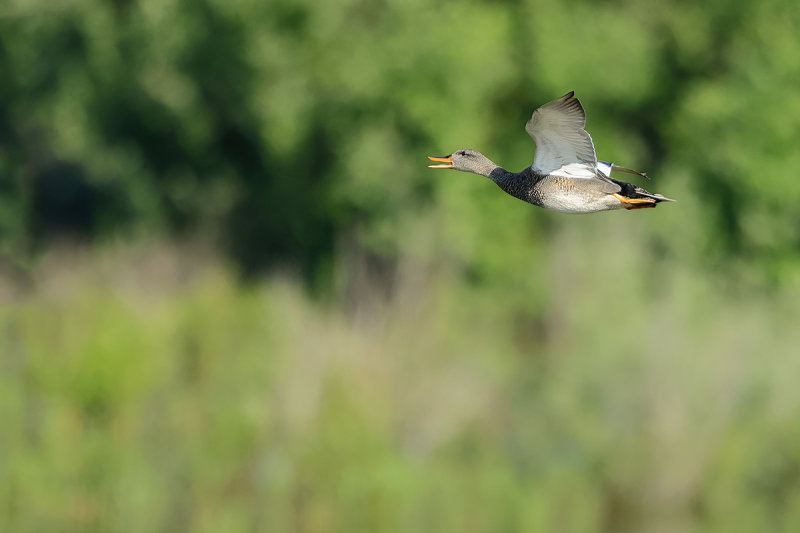 Gadwall (Anas strepera)