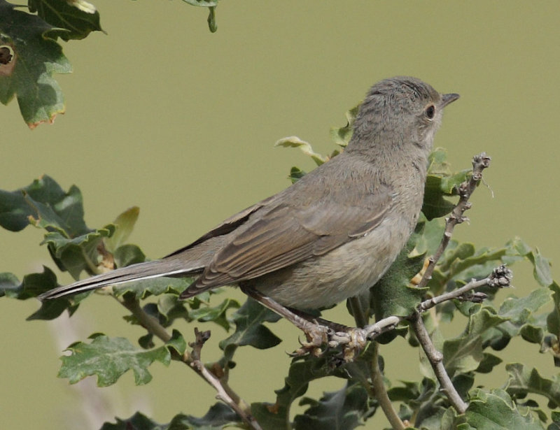 Rüppell's Warbler (Sylvia rueppelli)