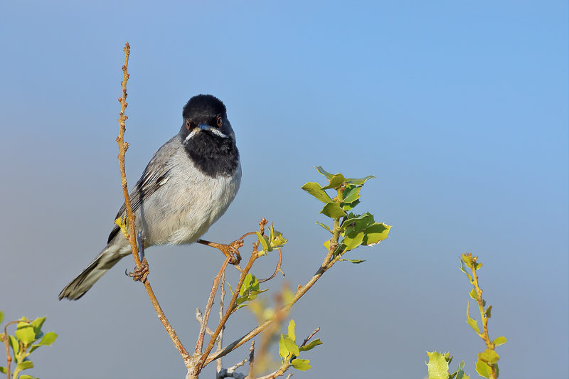 Rüppell's Warbler (Sylvia rueppelli) 