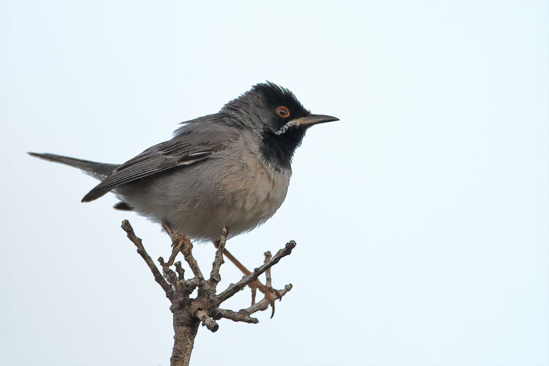 Rüppell's Warbler (Sylvia rueppelli) 