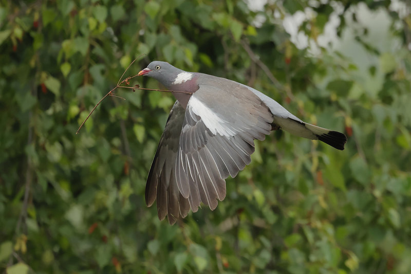 Common Wood Pigeon (Columba palumbus)