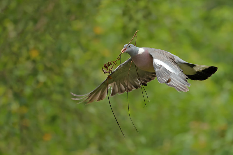 Common Wood Pigeon (Columba palumbus) 