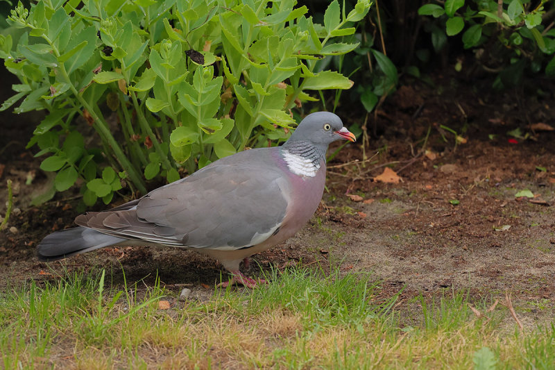 Common Wood Pigeon (Columba palumbus) 