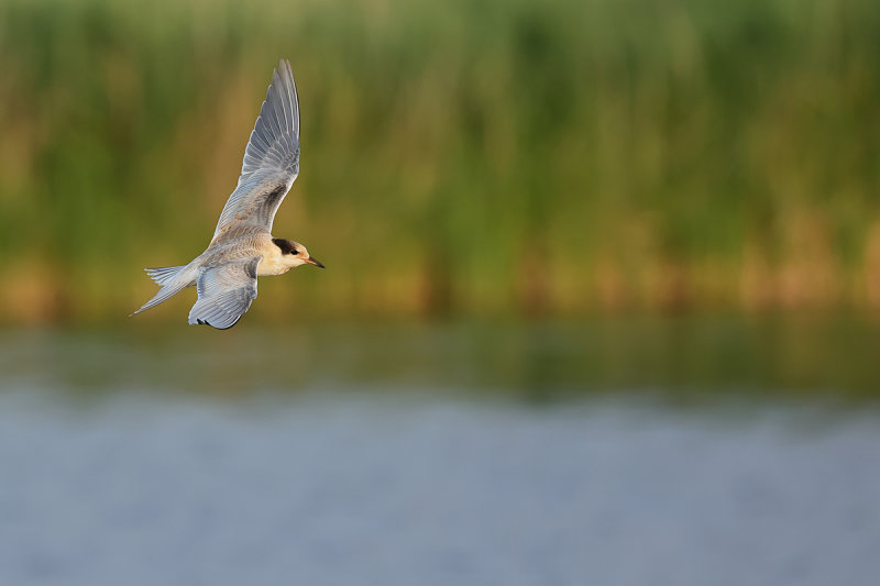 Common Tern (Sterna hirundo)