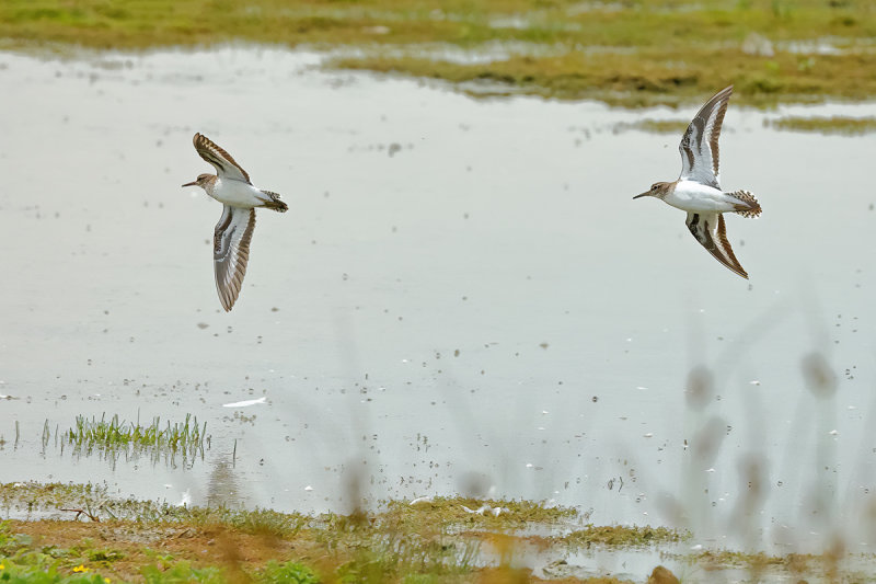 Common Sandpiper (Actitis hypoleucos) 