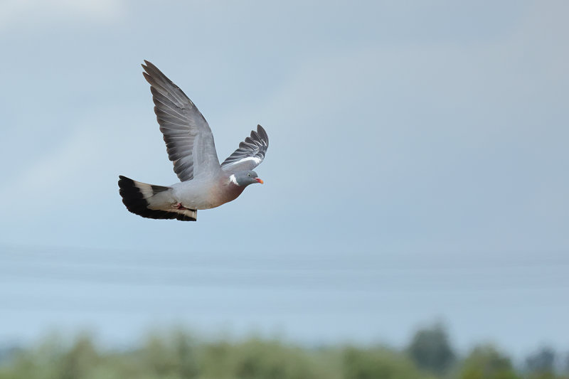Common Wood Pigeon (Columba palumbus) 