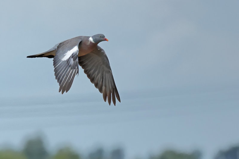 Common Wood Pigeon (Columba palumbus)