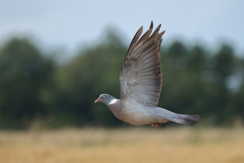 Common Wood Pigeon (Columba palumbus) 