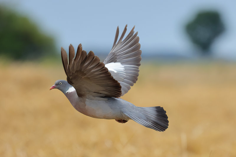 Common Wood Pigeon (Columba palumbus)