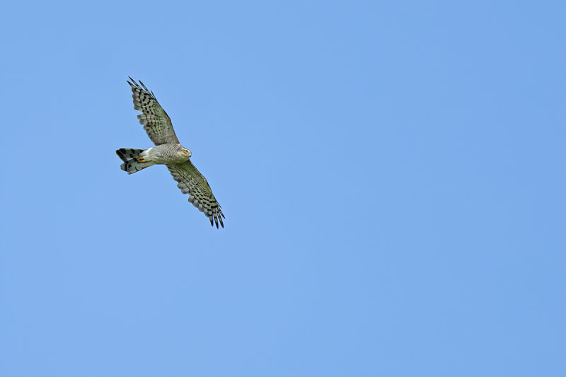 Eurasian Sparrowhawk (Accipiter nisus)