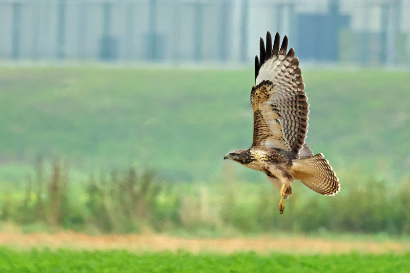 Common Buzzard (Buteo buteo) 