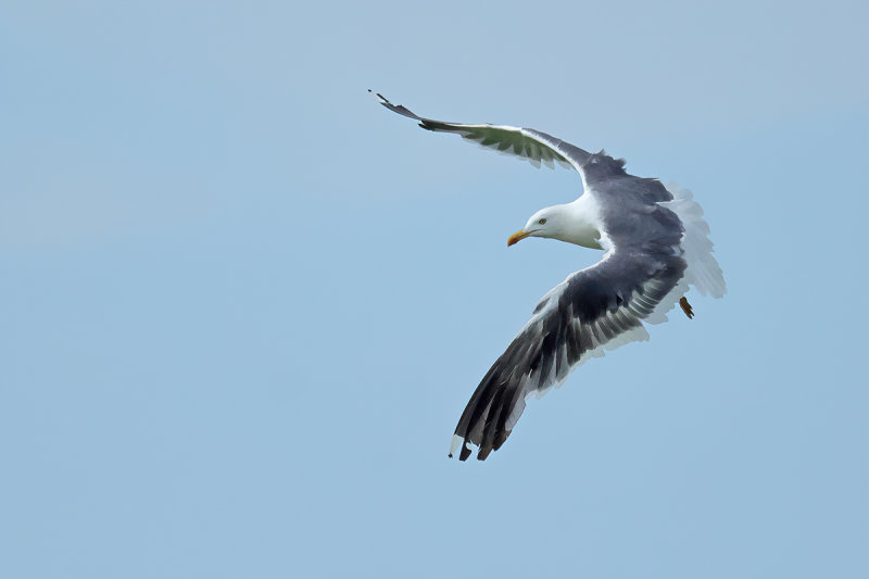 Lesser Black-backed Gull (Larus fuscus)